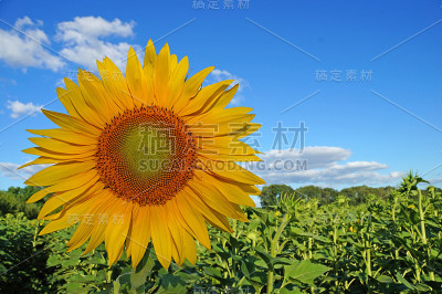 向日葵花