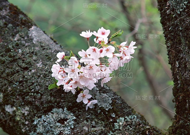 樱花