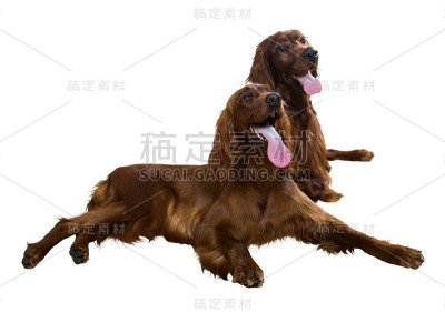两个爱尔兰setter