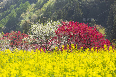 阿奇村是一个桃花村