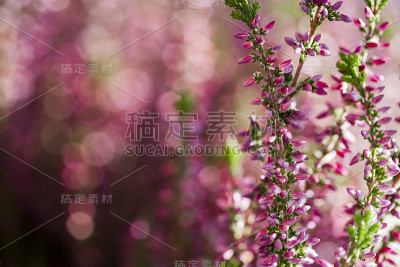 卡鲁纳