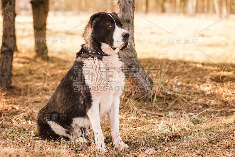 大狗阿拉拜中亚牧羊犬坐在公园里