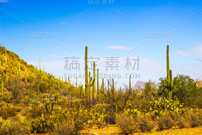 亚利桑那州沙漠中的仙人掌