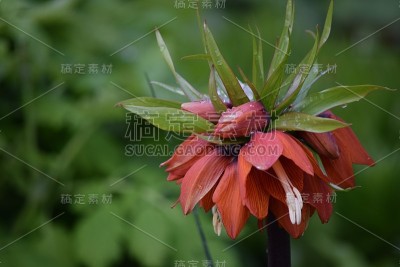 贝母花