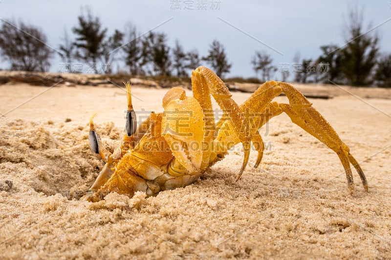 螃蟹小龙虾在海滩上玩耍