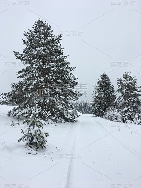 阿尔布施塔特雪中的树木