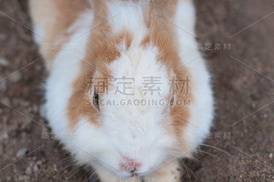 棕白兔