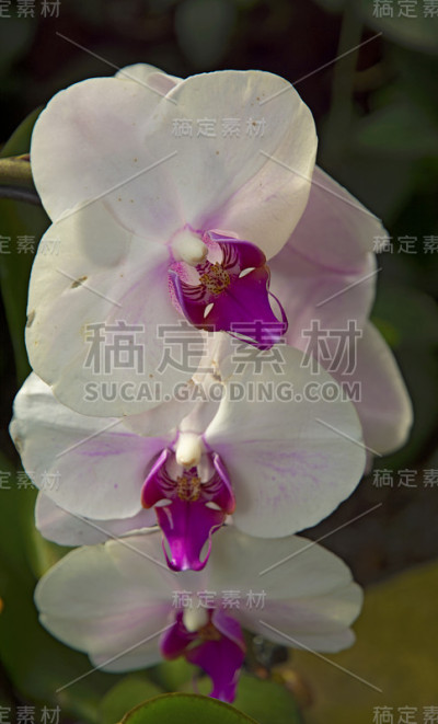 美丽的白色兰花与颜色图案的花瓣。