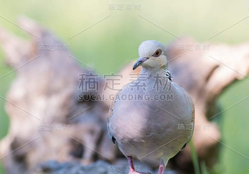 乌龟鸽子(链球菌)