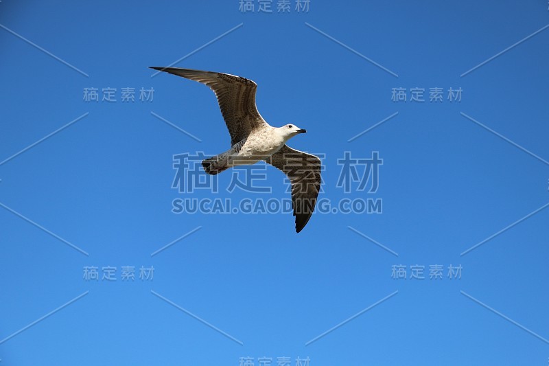 天空中的海鸥。