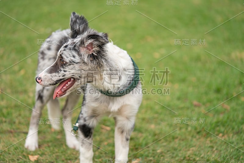 小狗边境牧羊犬梅尔