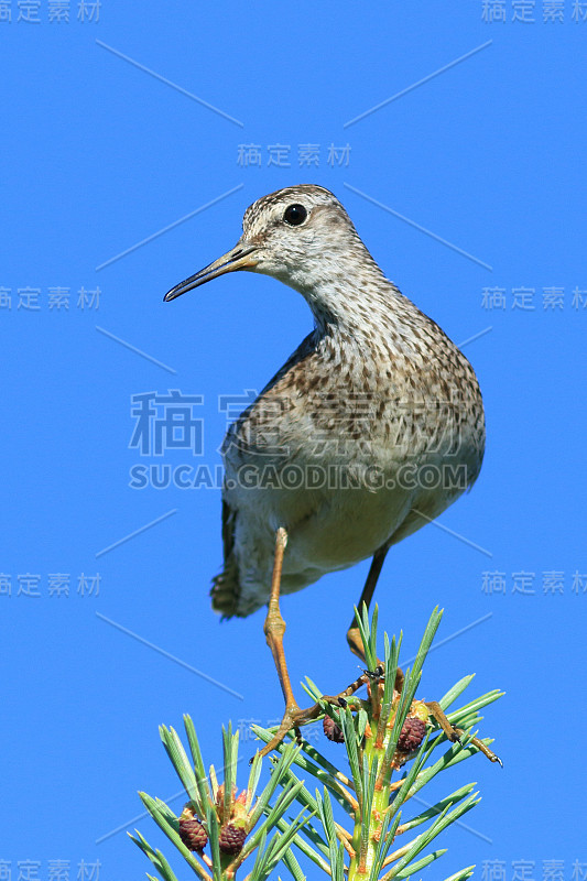 Tringa glareola。天空背景上的木鹬