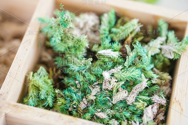 人工盆景供应套件苔藓植物污垢装饰盒