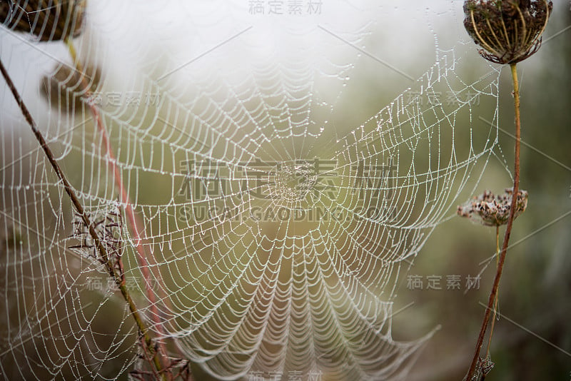 蜘蛛网宏观蜘蛛网