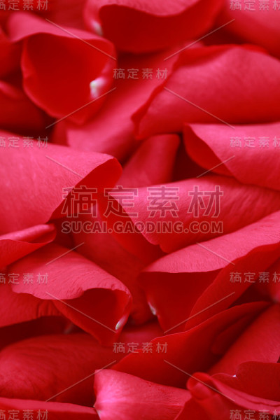红玫瑰花瓣