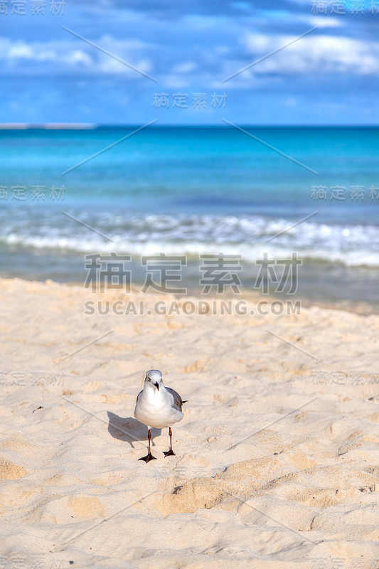 在墨西哥坎昆加勒比海岸的沙滩上，海鸥在飞翔