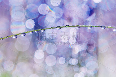 雨后滴在植物上。晨光和美丽的粉红色散景