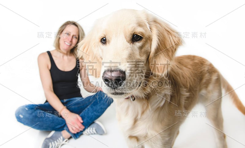 漂亮的女人和她美丽的金毛猎犬在白色的背景