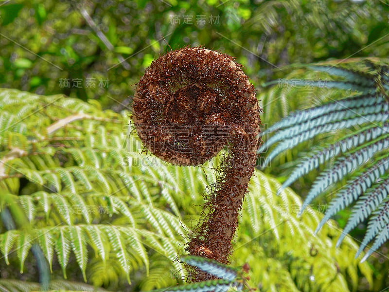 A koru just starting to unfurl into a new leaf, Ne