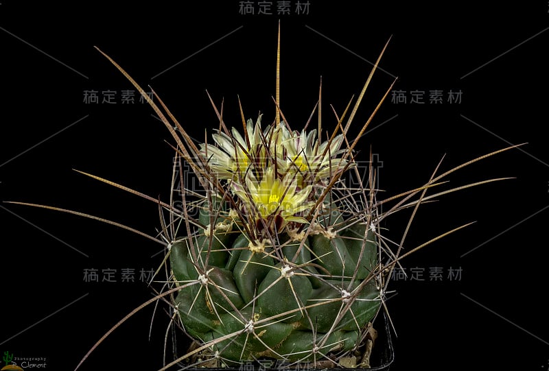 盛开的仙人掌Thelocactus