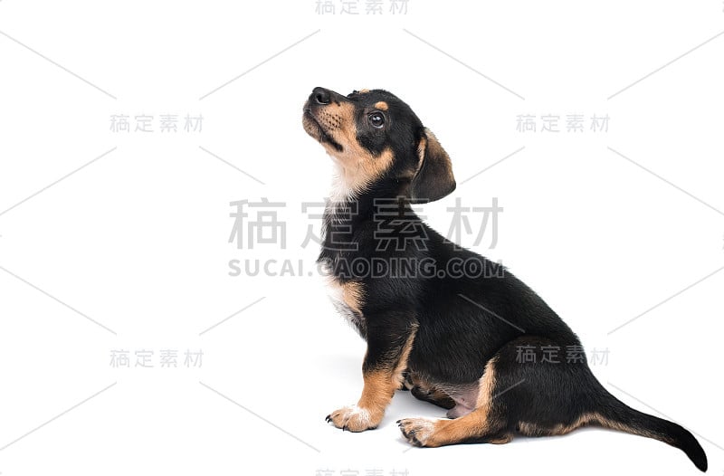 年轻的小猎犬