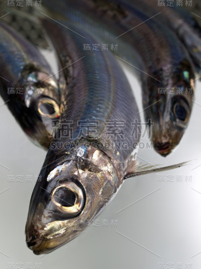 沙丁鱼