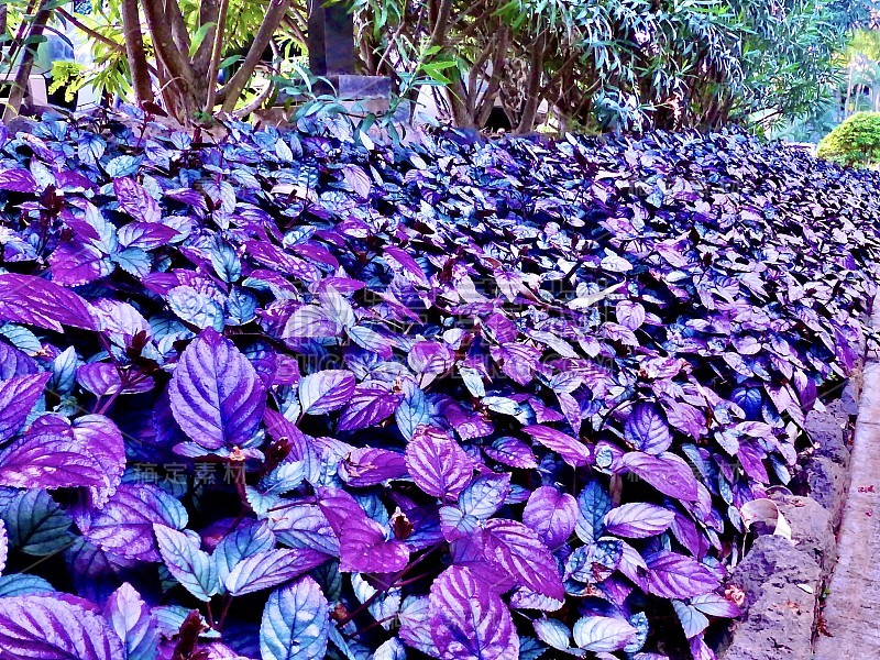 花椰菜沿着人行道