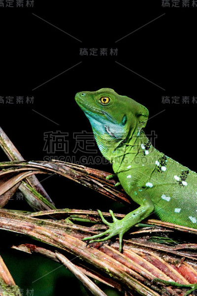 蛇怪(耶稣基督蜥蜴)
