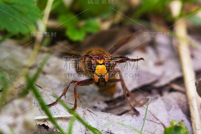 欧洲大黄蜂(大黄蜂)画像