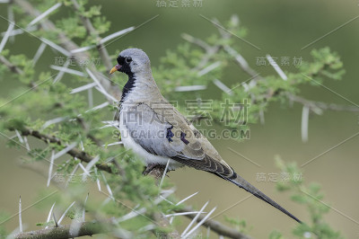 纳马夸鸽子(Oena capensis)是一种小型鸽子。坦桑尼亚恩杜图湖保护区