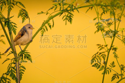 可爱的鸟。绿色的树枝和黄色的背景。欧亚雌雀。