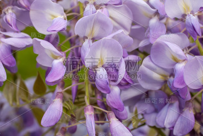 一个美丽的紫藤花瀑布的特写