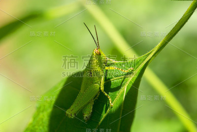 森林里的大蚱蜢。