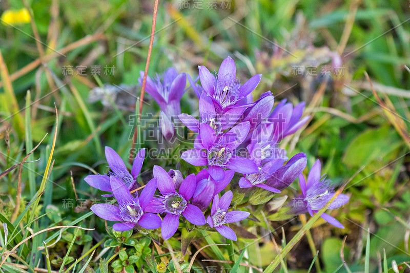 高山龙胆花，蓝紫色，喇叭状生长在地上