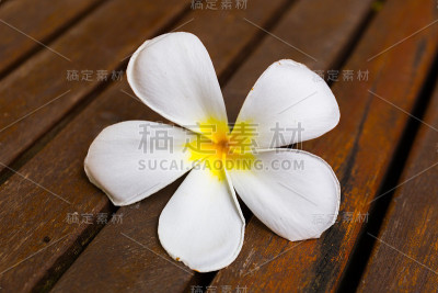 Plumeria