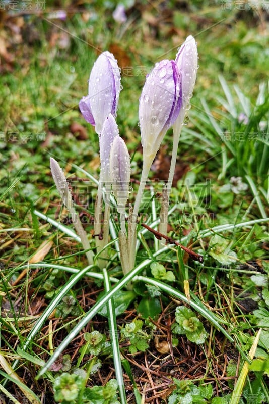 番红花与雨滴