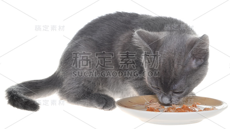 灰猫吃着猫粮从碗里孤立出来