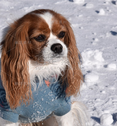 雪地里的小狗