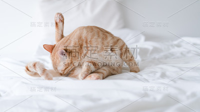 虎斑猫躺在床上