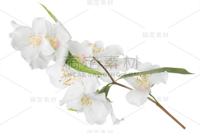 枝条上开满了淡粉色的茉莉花