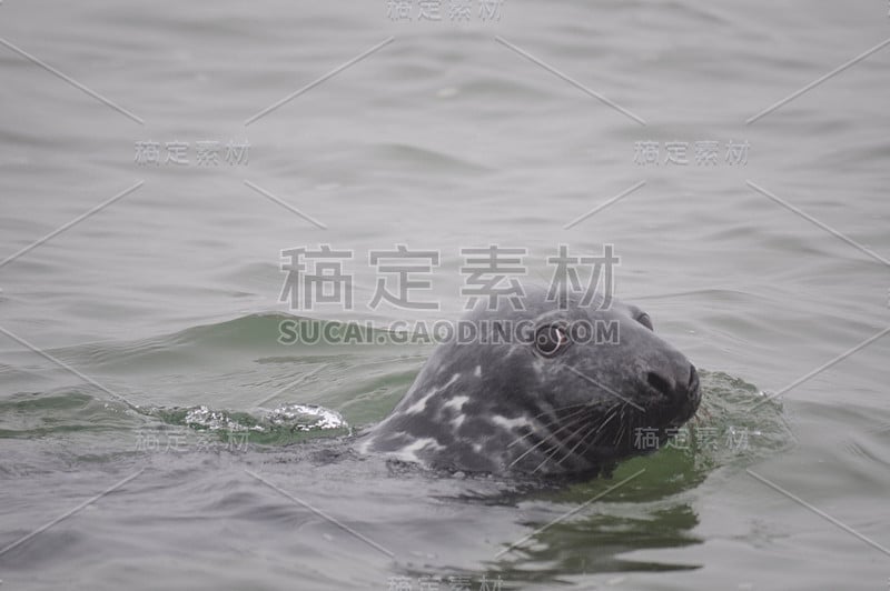 在海豹巡游中，海豹似乎对游客微笑