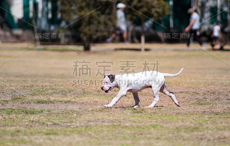 狗在公园里玩耍