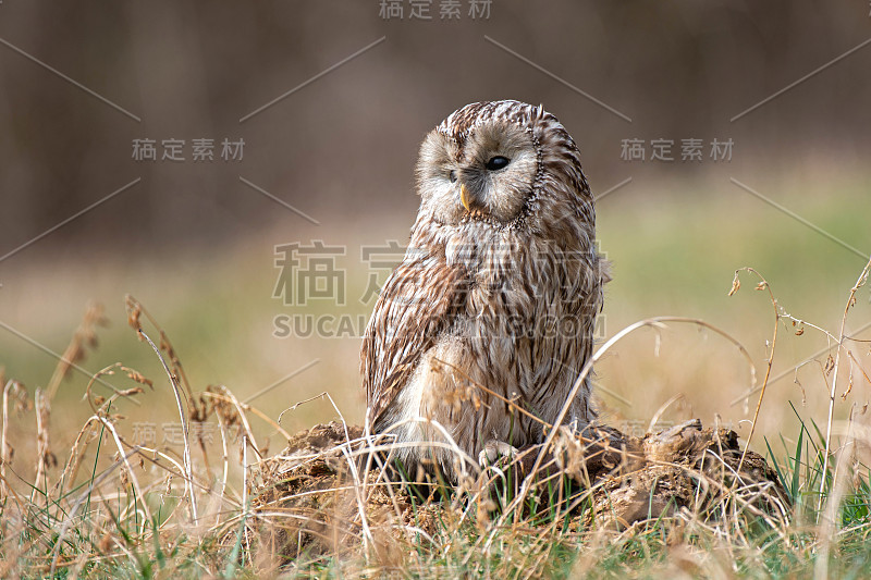 乌拉尔猫头鹰站在树桩上