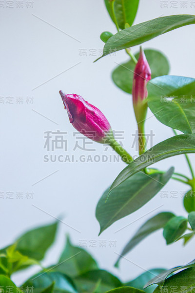 花园里的红色曼德拉花蕾。
