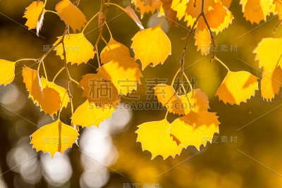杨树的叶子