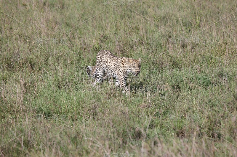 豹肯尼亚非洲大草原野生动物猫哺乳动物