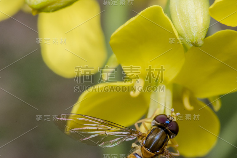 黄色报春花上的一种小斑纹虫