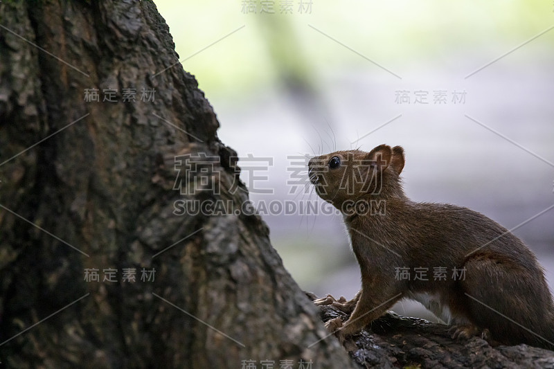 树与野松鼠