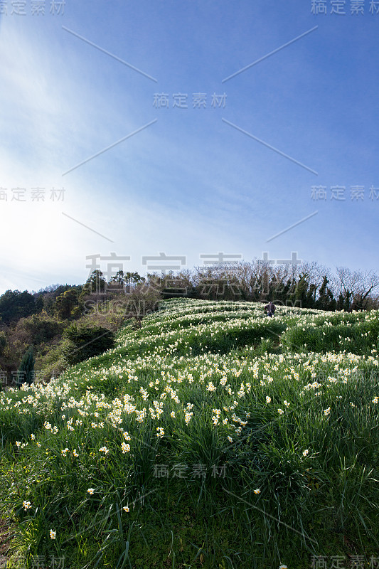 日本瑞森田(日本水仙花路)