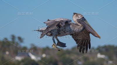 海中的滨鸟